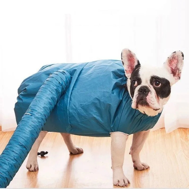 French bulldog wearing blue hands-free pet drying bag with air hose | Pawnests