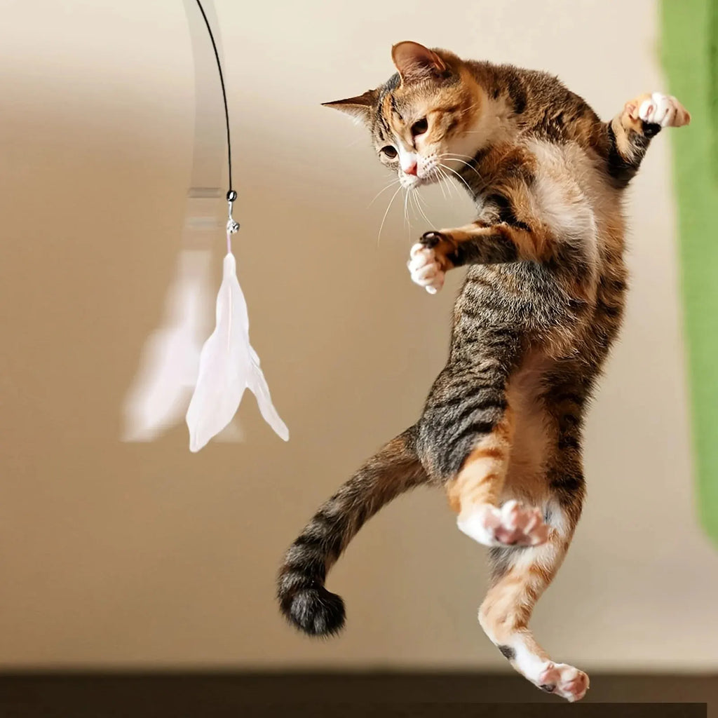 Tabby cat leaping to catch a white feather teaser toy | Pawnests