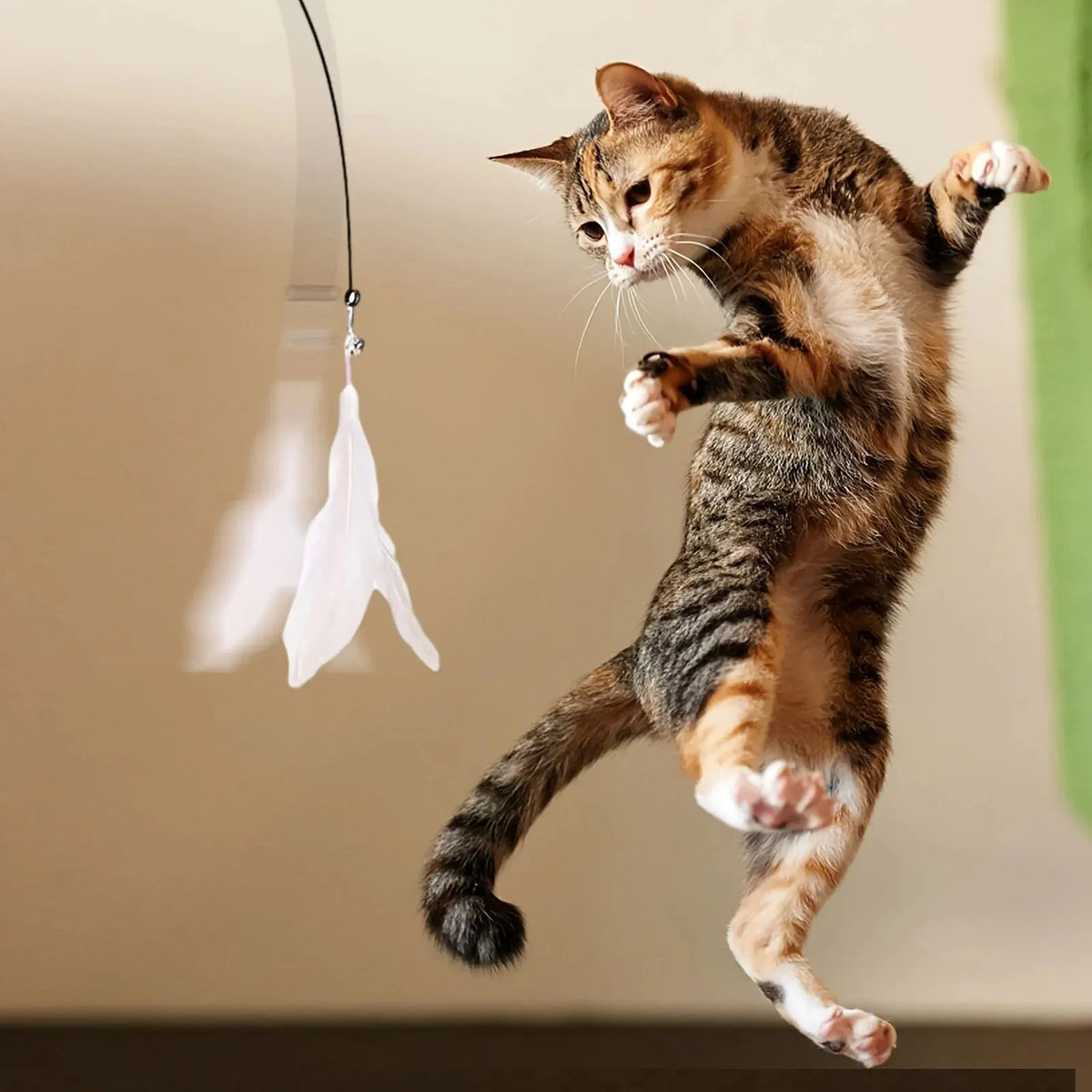 Tabby cat leaping to catch a white feather teaser toy | Pawnests