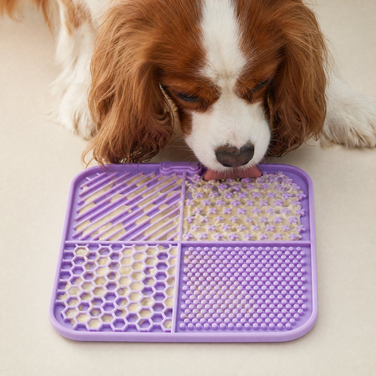 Dog licking treats from a purple suction-cup lick mat with four textured zones | Pawnests